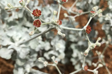 Plant Details