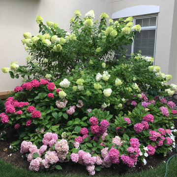 Pink and white Hydrangea in full bloom
