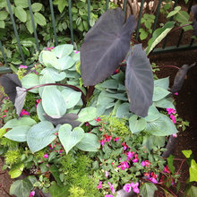 Outdoor Plants