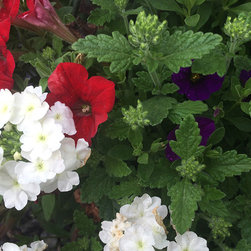 Current Featured Plants - Products