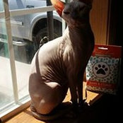 Hairless Cattery's photo