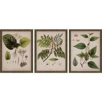 Plants I Framed Art, 13"x17", Set Of 3