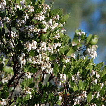 Parry Manzanita
