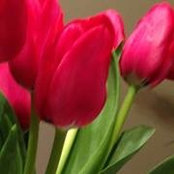 Penny Harrell's photo