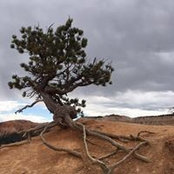 Alice Buffington's photo