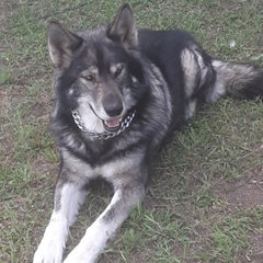 Wolf Contract Services