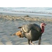 Alison Lemmon's photo