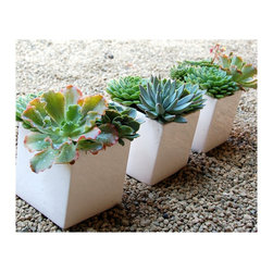 Succulent arrangements - Outdoor Decor