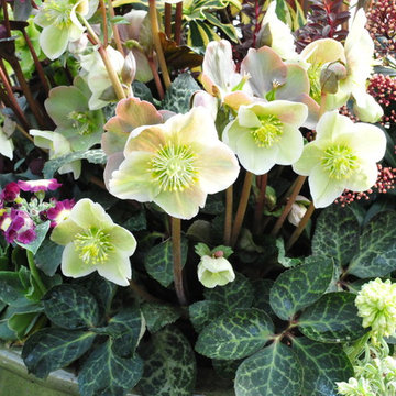 Recipe for a Fabulous Pot - Hellebores "Red and Green"