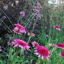 Cutting Flower Garden
