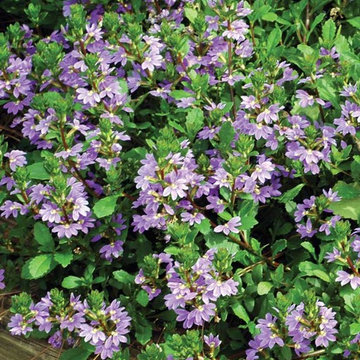 ‘Cajun Blue’ Scaevola Scaevola 'Cajun Blue' PP#16312