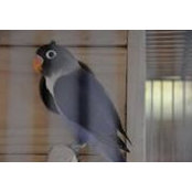 Foto von Titanium Aviary