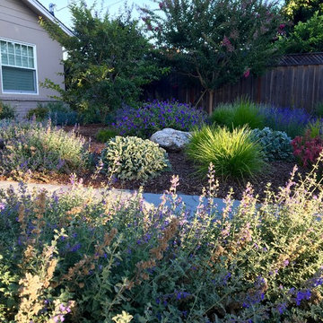 Los Altos No Lawn, Low Water