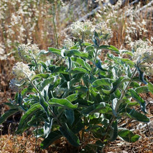 Indian milkweed