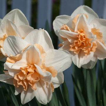 Spring Bulb Garden