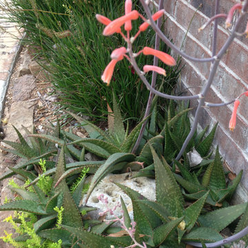 Miscellaneous Cacti & Succulent Landscapes by Rhinamic
