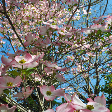 Fire + Dogwood