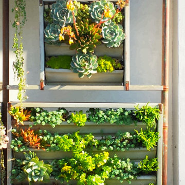 Beverly Hills Succulent Wall