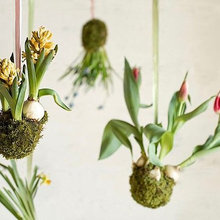 Plantas