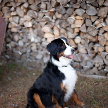 farm dogs & other good stuff