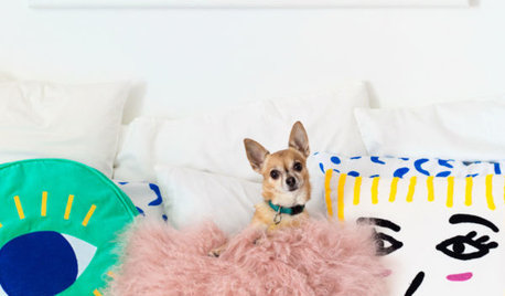 Pet’s Place: Every Day Is a Party for Bella the Chihuahua