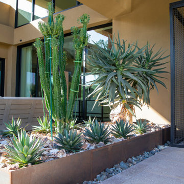 Sonoran Backyard Landscape
