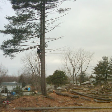 Tree Service lot clearing