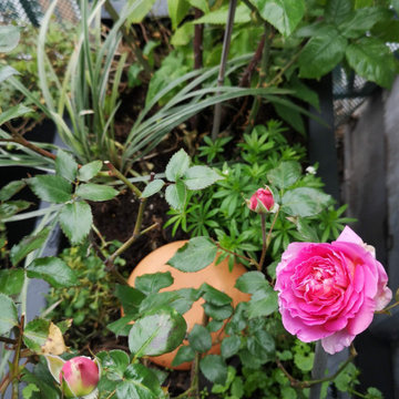 Belles roses