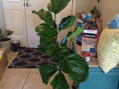 money tree owensboro ky Money Tree