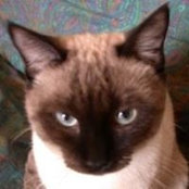 Franz Mannino's photo
