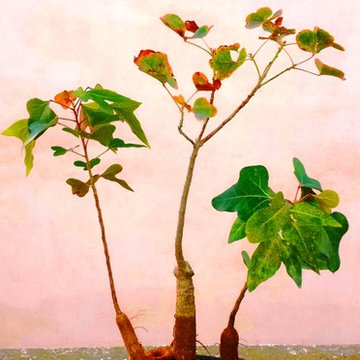 Bonsaï : création & entretien / Cas de Brachychiton acerifolius - Style Bunjigi