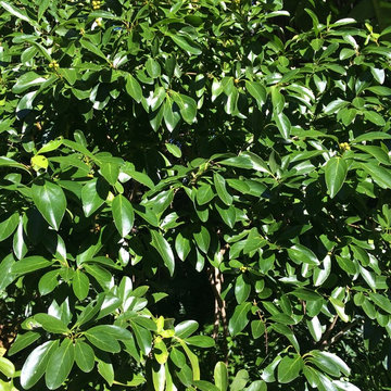 Plants we love
