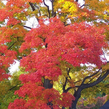 Fall Color