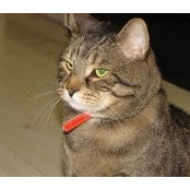 Photo de Smita Virani