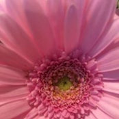 Sharron Tabari's photo