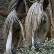 Foto de Terri Burdick
