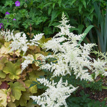 Variety