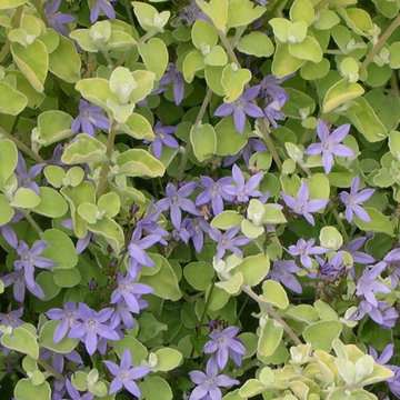 Lovely color combination of Bellflower and Licorice Plant