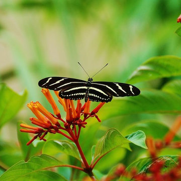 Landscape Design Miami- Deb's Certified Wildlife Habitat