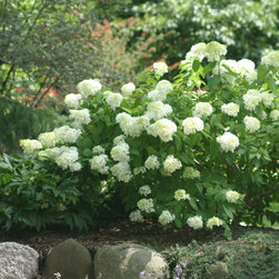 'Little Lamb' Hardy Hydrangea - Plants