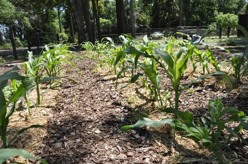 Photo Of My Front Yard Corn