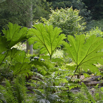 Woodland Garden
