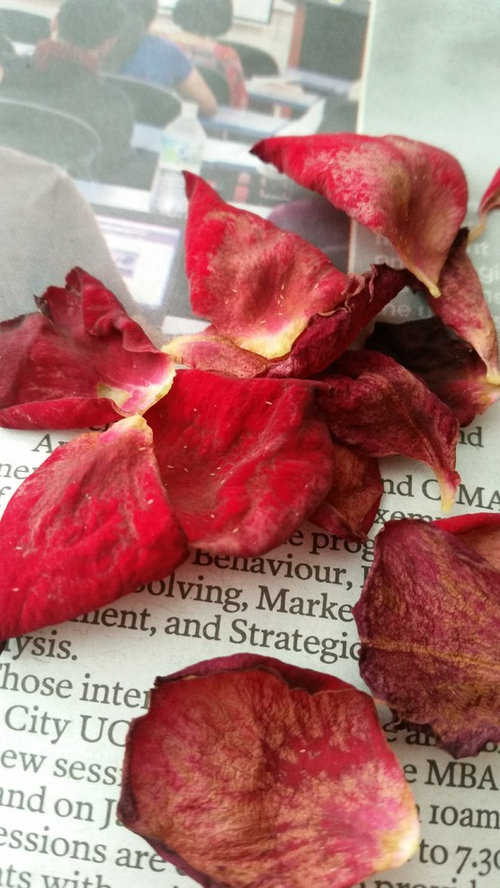 What are these tiny white bugs on my rose!?