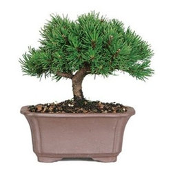 Mugo Pine Outdoor Bonsai Tree - Area Rugs
