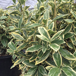 Current Featured Plants - Products