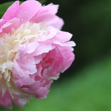 Rosebrook Garden 2017 Garden Tour