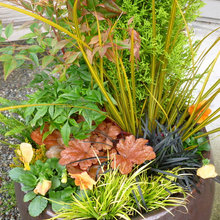 Container gardens