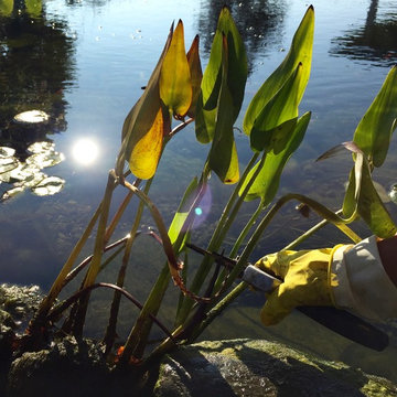 Fall Koi Pond Maintenance & Winter Fish Pond Preparation| Rochester NY By Acorn