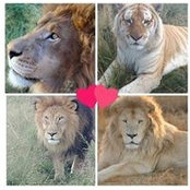 Dawn Lannan's photo