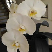 Gus Guil's photo